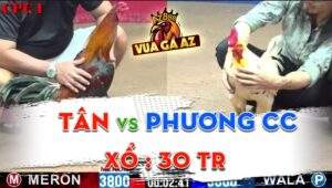 Trận 24 CPC1 30/05/2024 - Gà Anh Phương Tóc Dài 1 Cước Phân Thắng Bại