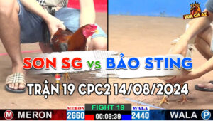 Trận 19 CPC2 14/08/2024 - Gà Bảo Sting Đá 1 Chân Hạ Gà Anh Sơn