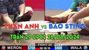 Trận 29 CPC2 28/08/2024 - Anh Bảo Sting Đối Đầu Anh Tuấn Anh