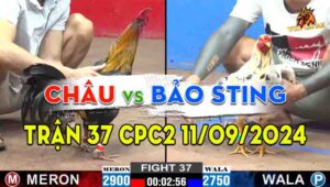 Trận 37 CPC2 11/09/2024 - Anh Châu Không Chịu Nổi Với Anh Bảo Sting