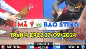 Trận 4 CPC2 27/09/2024 - Anh Tư Mã Ý Đánh Bại Anh Bảo Sting
