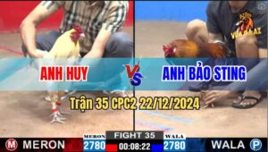 Trận 35 CPC2 22/12/2024 - 1 Tay Nước Anh Bảo Sting Rinh Gà Ra Ngoài