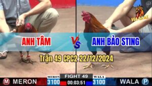 Trận 49 CPC2 22/12/2024 - Gà Anh Bảo Sting Càng Đá Càng Hăng