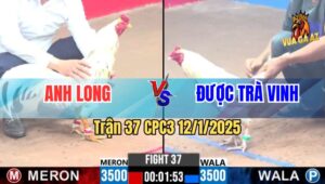 Trận 37 CPC3 12/1/2025 - Gà Bướm Chân Vàng Vừa Trâu Bò Lại Còn Đâm Hay