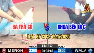 Trận 67 CPC3 12/1/2025 - Gà Anh Khoa Bến Lức Đá Đối Thủ Xỉu Gục Tại Bồ