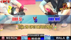 Trận 20 CPC1 8/2/2025 - Gà Anh Nhí Đá Gà Anh Si Đứng Không Nổi