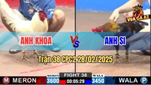 Trận 38 CPC2 28/2/2025 - Gà Que Anh Si Đá Bo Như Búa Bổ