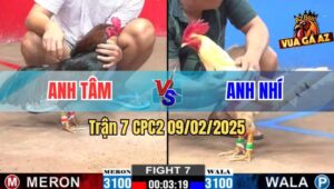 Trận 7 CPC2 9/2/2025 - Anh Nhí Biện Dính Chưởng Vì Thả Gà Ẩu