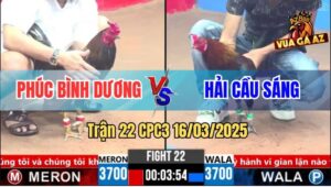 Trận 22 CPC3 16/3/2025 - Chú Phúc Nài Gà Quá Tỉnh, Lật Kèo Đẳng Cấp