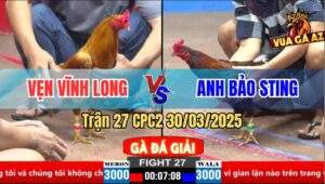 Trận 27 CPC2 30/3/2025 - Điều Cọp Anh Bảo Sting Đá Như Máy