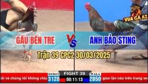 Trận 39 CPC2 30/3/2025 - Gà Anh Bảo Sting Nhẹ Ký Gom Phiếu Đá Ăn Đủ