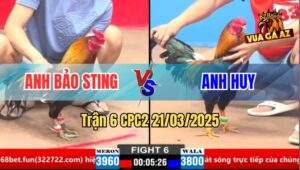 Trận 6 CPC1 21/3/2025 - Gà Điều Anh Bảo Đá Tăng 1 Đối Thủ Gãy Chân