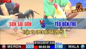 Trận 12 CPC1 10/4/2025 - Gà Que Anh Sơn Sài Gòn Đá Bo Như Xe Đụng