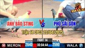 Trận 14 CPC3 22/4/2025 - Đám Chuối Anh Bảo Sting Đâm Không Bỏ Chân Nào
