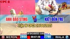 Trận 16 CPC2 27/4/2025 - Gà Khét Anh Bảo Sting Đâm Gà Anh Kiệt Tàn Phế