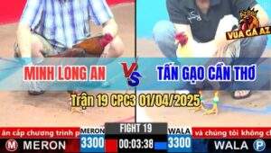Trận 19 CPC3 1/4/2025 - Gà Khét Má Minh Tài Cựa Quá Trâu