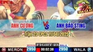 Trận 23 CPC2 11/4/2025 - Anh Cường Dí Bạc Anh Bảo Sting Và Cái Kết