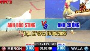 Trận 27 CPC2 11/4/2025 - Gà Cú Đá Chân 1 Hạ Bướm Hiệu Bảo Sting