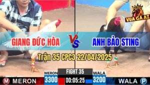 Trận 35 CPC3 22/4/2025 - Gà Anh Bảo Sting Đâm Gà Bướm Học Máu Tốc Chạy