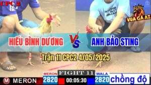 Trận 11 CPC2 4/5/2025 - Khét Cọp Anh Bảo Sting Lên 2 Đá Bướm Xì Cơm