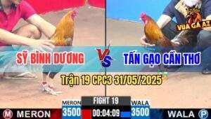 Trận 19 CPC3 31/5/2025 - Gà Khét Anh Tấn Gạo Đâm Cựa Như Súng Bắn