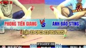 Trận 32 CPC2 23/5/2025 - Gà Phong Đá Bướm Hiệu Anh Bảo Sting Bung Bồ