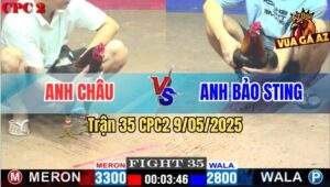 Trận 35 CPC2 9/5/2025 - Gà Anh Bảo Sting Kém 5 Chấm 1 Đá Gà Bự Lật Xe