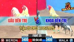 Trận 35 CPC3 7/5/2025 - Gà Bướm Gấu Đá Cú Việt Lai Anh Khoa Té Cắm Đầu