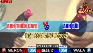 Trận 38 CPC1 5/5/2025 - Gà Anh Thiên Cafe Đâm Đối Thủ Chạy Trối Chết