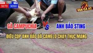 Trận 10 Anh Bảo Sting và Campuchia Tại Dinh Ba Ngày 21/6/2025