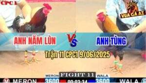 Trận 11 CPC1 9/6/2025 - Gà Xám Anh Tùng Đâm Cựa Quá Nghiệt
