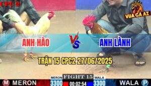Trận 15 CPC2 27/06/2025 - Gà Anh Lành Đá Cực Chì Đâm Bướm Hư Toàn Tập