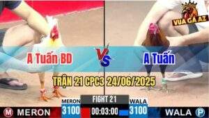 Trận 21 CPC3 24/06/2025 - Gà Tuấn Bình Dương Đá 1 Cước Hạ Đối Thủ