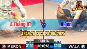Trận 26 CPC3 23/06/2025 - Gà Anh Thắng Bến Tre Có Đòn Chí Mạng