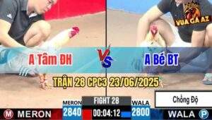 Trận 28 CPC3 23/06/2025 - Gà Bướm Bé Bến Tre Chồng Độ Ăn Đẳng Cấp