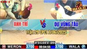 Trận 29 CPC1 7/6/2025 - Gà Anh Trí Đá Tăng 1 Hốt Xác Gà Bướm Anh Dự Ra