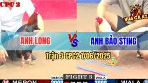 Trận 3 CPC2 1/6/2025 - Bướm Hiệu Anh Bảo Sting Đá Điều Anh Long Chạy
