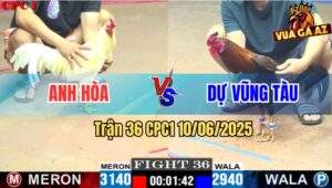 Trận 36 CPC1 10/6/2025 - Gà Anh Dự Kém 2 Chấm Đá Gà Anh Hòa Tắc Thở