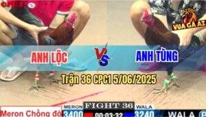 Trận 36 CPC1 5/6/2025 - Gà Que Anh Lộc Thi Lên 2 Bị Đá Nằm Xòe Đuôi