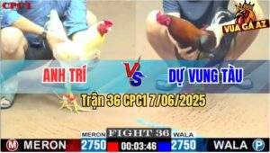 Trận 36 CPC1 7/6/2025 - Điều Anh Dự Dính Cây Ngay Ông Địa Té Khỏi Sửa