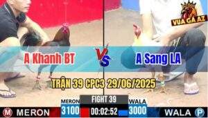Trận 39 CPC3 29/06/2025 - Gà Anh Khanh Bến Tre Đá Toàn Đâm Mu Lưng