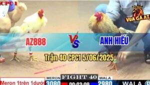 Trận 40 CPC1 5/6/2025 - Gà Bướm AZ888 Liệt Tứ Chi Vẫn Gồng Cứu Chủ