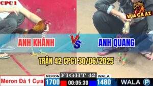 Trận 42 CPC1 30/06/2025 - Gà ĐIều Hơn Trạng Đá 1 Cựa Bị Hạ Sau 3 Nạp