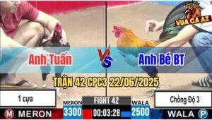 Trận 42 CPC3 22/06/2025 - Gà Điều Bé Bến Tre Chồng Độ Cái Thứ 3