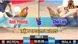 Trận 5 CPC3 29/06/2025 - Gà Chú Luỹ Cứ Nhấc Chân Là Có Cựa