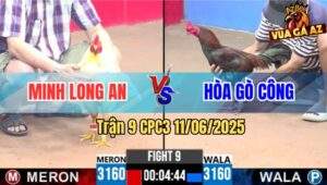 Trận 9 CPC3 11/6/2025 - Gà Điều Anh Hòa Có Chân Phản Hạ Gà Úa Má Minh