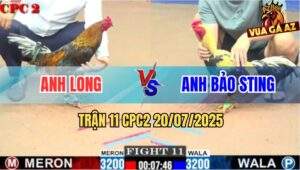 Trận 11 CPC2 20/7/2025 - Anh Long Tiếp Tục Hạ Anh Bảo Sting