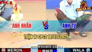 Trận 16 CPC2 18/7/2025 - Gà Que Anh Tư Canh Chặn Hay Đâm Tịch