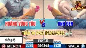 Trận 30 CPC3 12/7/2025 - Gà Que Anh Hoàng Lên 2 Đá Điều Nằm Thẳng Cẳng