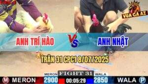 Trận 31 CPC1 8/7/2025 - Úa Cọp Anh Trí Hào Đâm Cựa Như Máy Khâu